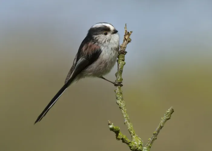 Framed Print : Long-tailed Tit (Aegithalos caudatus) adult, perched on twig, Islesteps, Dumfries and Galloway, Scotland, april