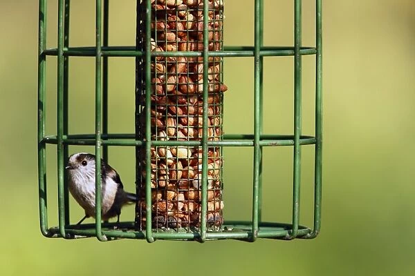 Long-tailed Tit (Aegithalos caudatus) adult, perched on squirrel-proof birdfeeder with peanuts