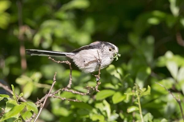 Long-tailed Tit (Aegithalos caudatus) adult, with caterpillars in beak for chicks, perched on twig, Suffolk, England