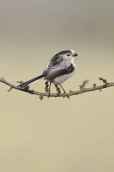 Long-tailed Tit (Aegithalos caudatus) adult, perched on Blackthorn (Prunus spinosa) twig with buds, West Yorkshire