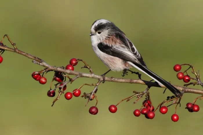 Framed Print : Long-tailed Tit (Aegithalos caudatus) adult, perched on hawthorn twig with ripe berries, Leicestershire, England Framed Print : Long-tailed Tit (Aegithalos caudatus) adult, perched on hawthorn twig with ripe berries, Leicestershire, England