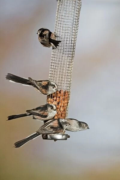 Long-tailed Tit (Aegithalos caudatus) five adults, feeding on peanuts in hanging feeder, Suffolk, England, february