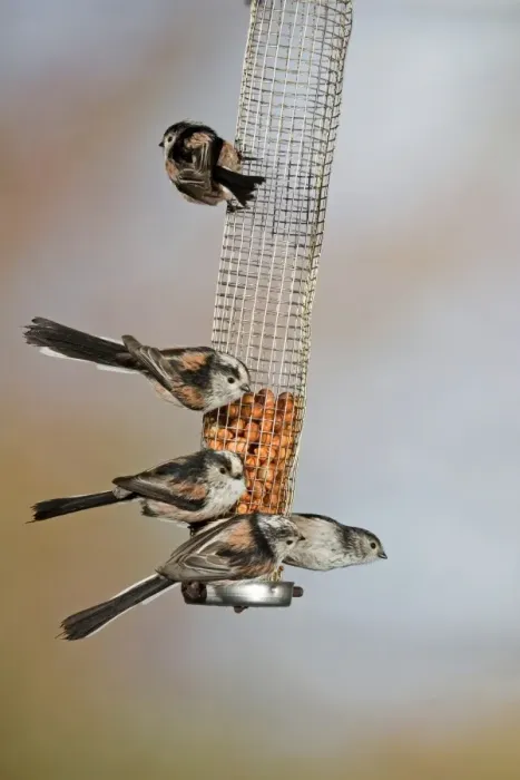 Framed Print : Long-tailed Tit (Aegithalos caudatus) five adults, feeding on peanuts in hanging feeder, Suffolk, England, february Framed Print : Long-tailed Tit (Aegithalos caudatus) five adults, feeding on peanuts in hanging feeder, Suffolk, England, february