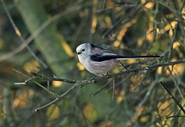 Long-tailed Tit (Aegithalos caudatus caudatus) white-headed northern race, adult, perched on twig, Norfolk, England