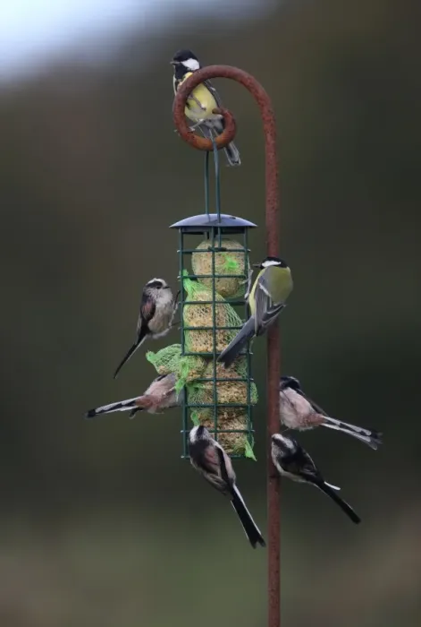Framed Print : Long-tailed Tit (Aegithalos caudatus) and Great Tit (Parus major) mixed flock, feeding on fat feeder in garden, Norfolk, England, october Framed Print : Long-tailed Tit (Aegithalos caudatus) and Great Tit (Parus major) mixed flock, feeding on fat feeder in garden, Norfolk, England, october