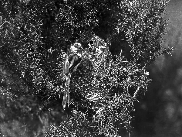 Long tailed tit at Nest taken in 1929 by Eric Hosking, his first recorded bird photograph sale