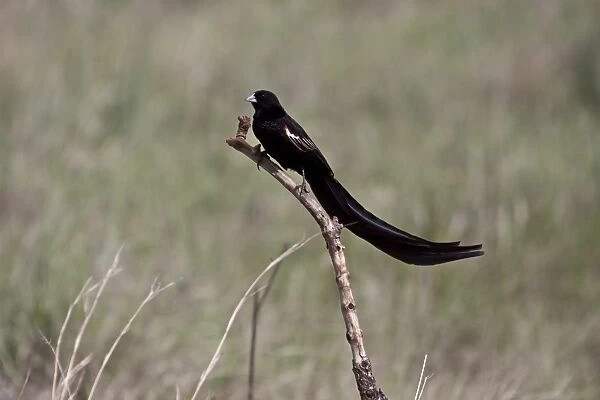 Long tailed Widowbird male showing long tail