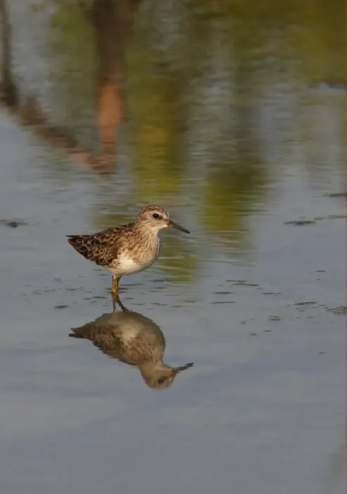 Framed Print : Long-toed Stint (Calidris subminuta) adult, standing in shallow water, Thailand, february Framed Print : Long-toed Stint (Calidris subminuta) adult, standing in shallow water, Thailand, february