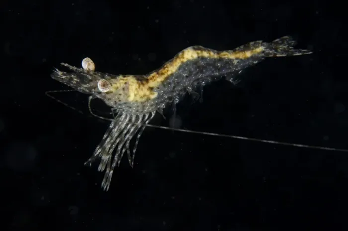 Framed Print : Longarm Prawn (Heteropenaeus longimanus) adult, free-swimming, Rinca Island, Komodo N. P