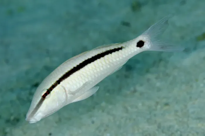 Framed Print : Longbarbel Goatfish (Parupeneus macronema) adult, swimming, Nyata Island, Barat Daya Islands, Lesser Sunda Islands Framed Print : Longbarbel Goatfish (Parupeneus macronema) adult, swimming, Nyata Island, Barat Daya Islands, Lesser Sunda Islands