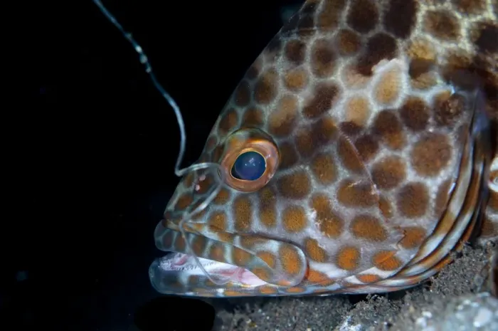 Framed Print : Longfin Grouper (Epinephelus quoyanus) adult, close-up of head, with fishing hook and line in mouth, Seraya, Bali