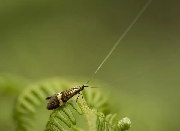 Longhorn Moth (Nemophora degeerella) adult, resting on fern frond, Sheffield, South Yorkshire, England, July