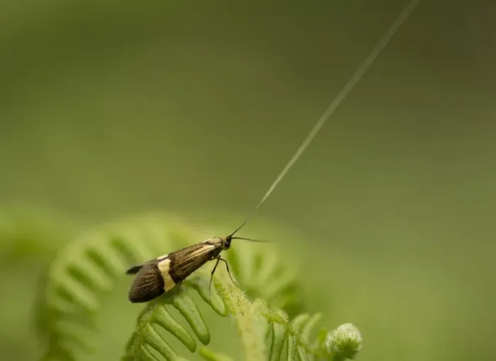 Framed Print : Longhorn Moth (Nemophora degeerella) adult, resting on fern frond, Sheffield, South Yorkshire, England, July Framed Print : Longhorn Moth (Nemophora degeerella) adult, resting on fern frond, Sheffield, South Yorkshire, England, July