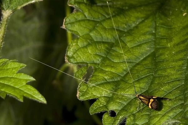 Longhorn Moth (Nemophora degeerella) adult male, resting on nettle leaf, Strumpshaw Fen RSPB Reserve, River Yare