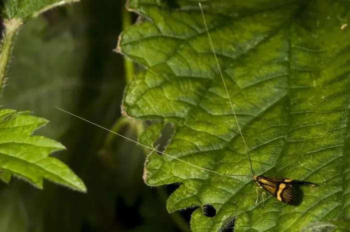 Framed Print : Longhorn Moth (Nemophora degeerella) adult male, resting on nettle leaf, Strumpshaw Fen RSPB Reserve, River Yare Framed Print : Longhorn Moth (Nemophora degeerella) adult male, resting on nettle leaf, Strumpshaw Fen RSPB Reserve, River Yare