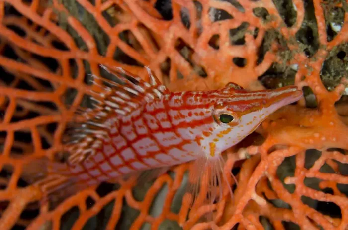 Framed Print : Longnose Hawkfish (Oxycirrhites typus) adult, resting on coral, Lembeh Straits, Sulawesi, Sunda Islands, Indonesia