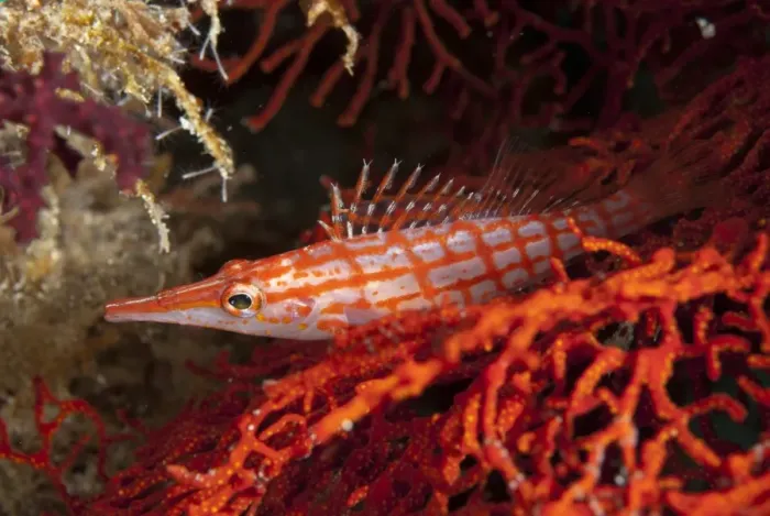 Framed Print : Longnose Hawkfish (Oxycirrhites typus) adult, resting in coral, Sipadan Island, Sabah, Borneo, Malaysia, December