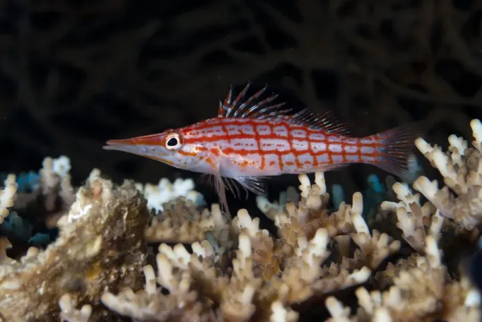 Framed Print : Longnose Hawkfish (Oxycirrhites typus) adult, on coral, Caldera, Komba Island, Lesser Sunda Islands, Indonesia Framed Print : Longnose Hawkfish (Oxycirrhites typus) adult, on coral, Caldera, Komba Island, Lesser Sunda Islands, Indonesia