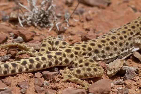 Longnose Leopard Lizard showing rear legs- Utah America