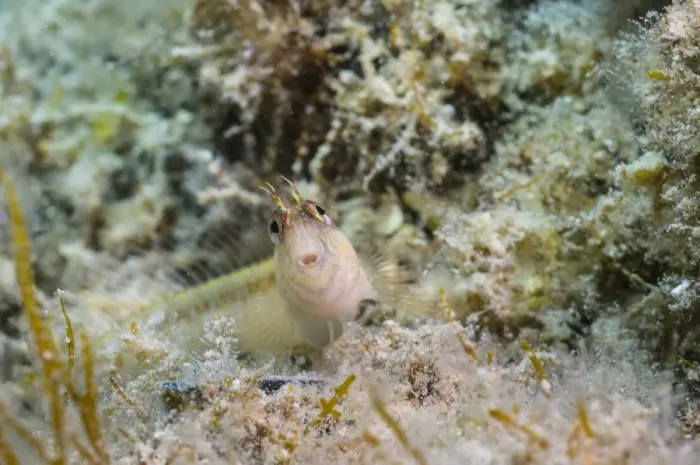 Framed Print : Longstripe Blenny (Parablennius rouxi) adult, Cres Island, Kvarner Gulf, Adriatic Sea, Croatia, August Framed Print : Longstripe Blenny (Parablennius rouxi) adult, Cres Island, Kvarner Gulf, Adriatic Sea, Croatia, August