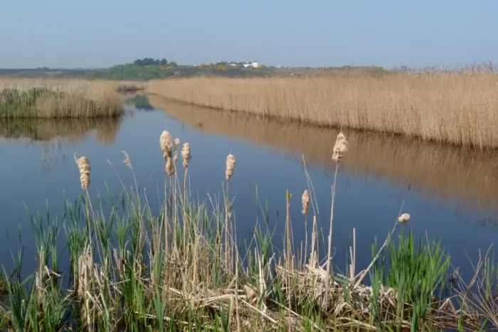 Framed Print : Looking over bulrush seed heads then reed beds towards Dunwich - RSPB Minsmere Suffolk Framed Print : Looking over bulrush seed heads then reed beds towards Dunwich - RSPB Minsmere Suffolk