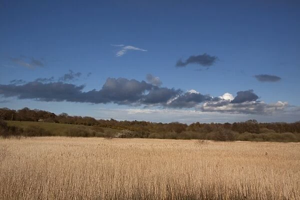 Looking from Island Mere hide at RSPB Minsmere over reed beds towards heathland habitat, Early spring