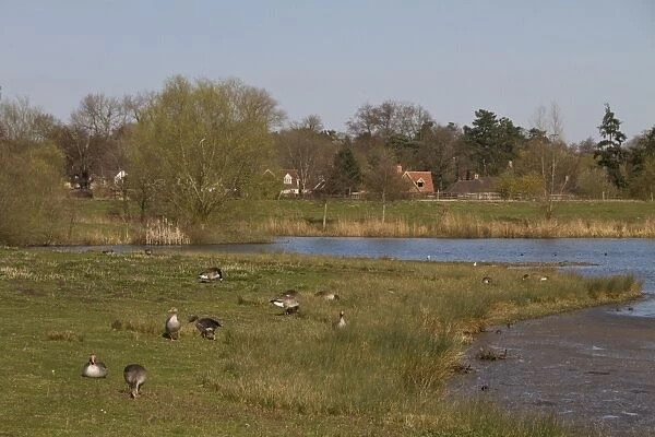Looking north from the Steggall Hide at Lackford Lakes, Suffolk Wildlife trust. Greylag geese grazing the grass