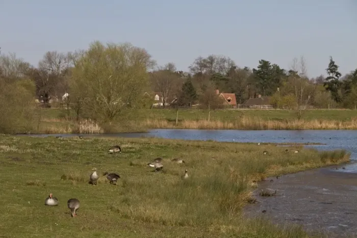 Framed Print : Looking north from the Steggall Hide at Lackford Lakes, Suffolk Wildlife trust. Greylag geese grazing the grass Framed Print : Looking north from the Steggall Hide at Lackford Lakes, Suffolk Wildlife trust. Greylag geese grazing the grass