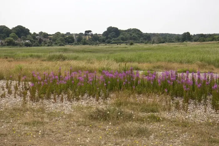 Framed Print : Looking over Rosebay Willowherb flowers and Dingle Marsh towards the Village of Dunwich - Suffolk Framed Print : Looking over Rosebay Willowherb flowers and Dingle Marsh towards the Village of Dunwich - Suffolk
