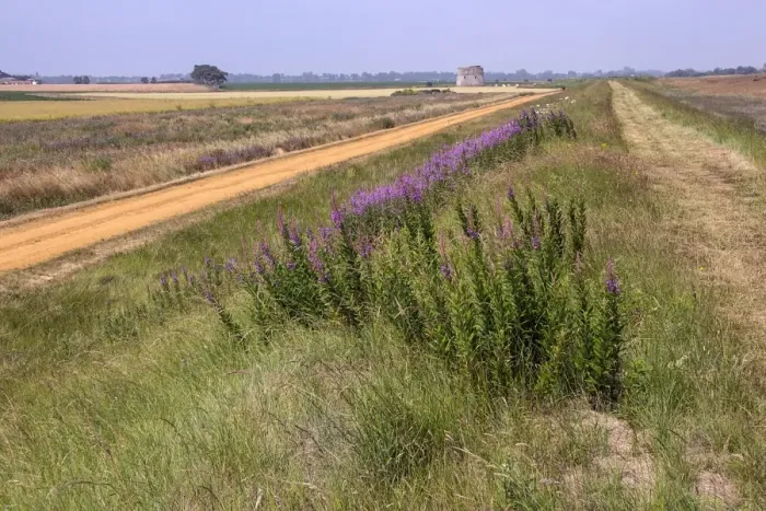 Framed Print : Looking along Suffolk coastal footpath over Rosebay Willowherb towards Martello Tower Z Framed Print : Looking along Suffolk coastal footpath over Rosebay Willowherb towards Martello Tower Z