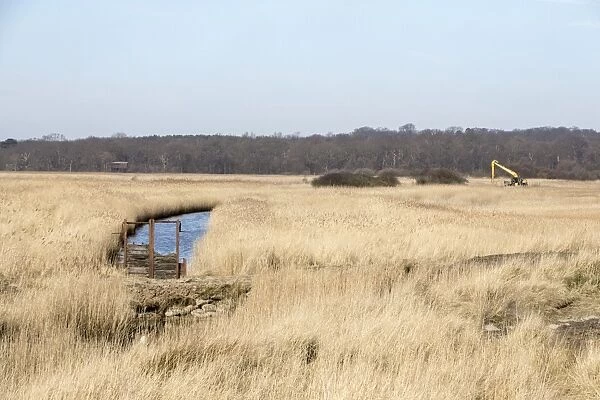 Looking west towards Bittern Hide over reeds and a dyke. Also digger used for maintaining the marshland habitat