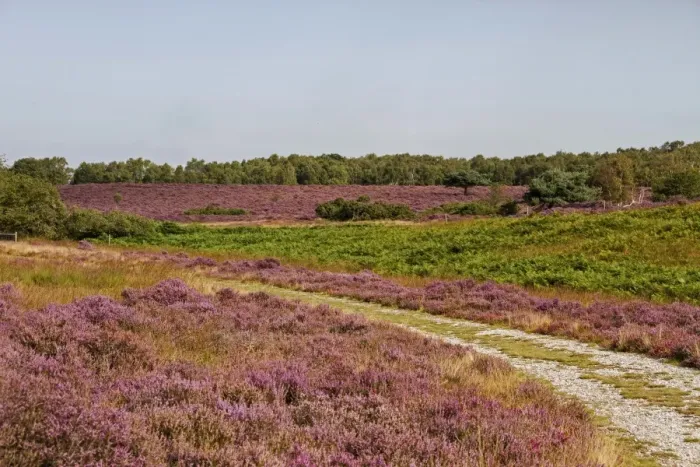 Framed Print : Looking over Westleton heath, flowering Heather and bracken, August. Part of the Sandlings Heath Framed Print : Looking over Westleton heath, flowering Heather and bracken, August. Part of the Sandlings Heath