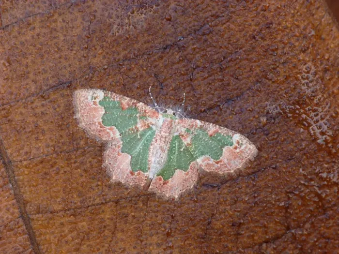Framed Print : Looper Moth (Anisozyga aphrias) adult, resting on log, Western Australia, Australia Framed Print : Looper Moth (Anisozyga aphrias) adult, resting on log, Western Australia, Australia