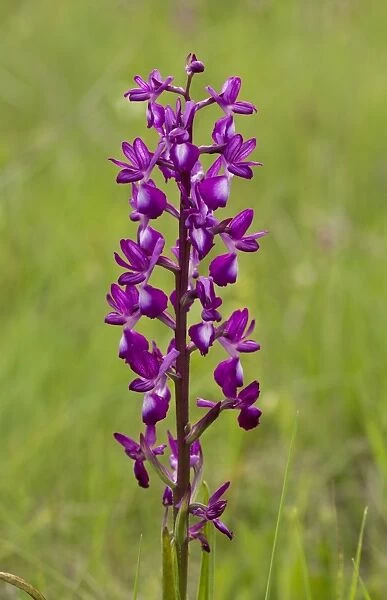 Loose-flowered Orchid (Orchis laxiflora) flowering, Sardinia, Italy, April