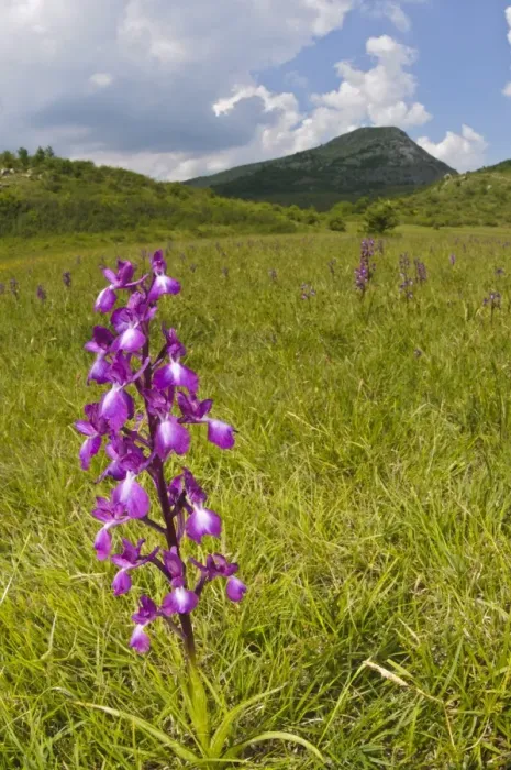 Framed Print : Loose-flowered Orchid (Orchis laxiflora) flowering, growing in habitat, Italy, may Framed Print : Loose-flowered Orchid (Orchis laxiflora) flowering, growing in habitat, Italy, may