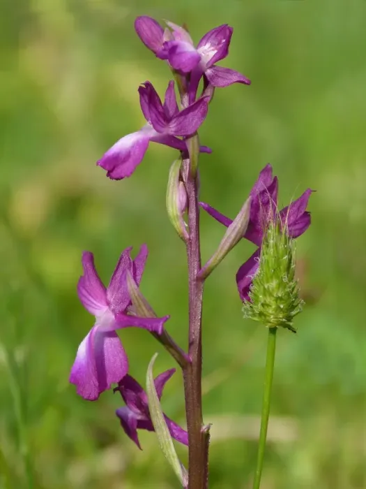 Framed Print : Loose-flowered Orchid (Orchis laxiflora) flowerspike, growing in marshland, Peloponesos, Southern Greece, april Framed Print : Loose-flowered Orchid (Orchis laxiflora) flowerspike, growing in marshland, Peloponesos, Southern Greece, april