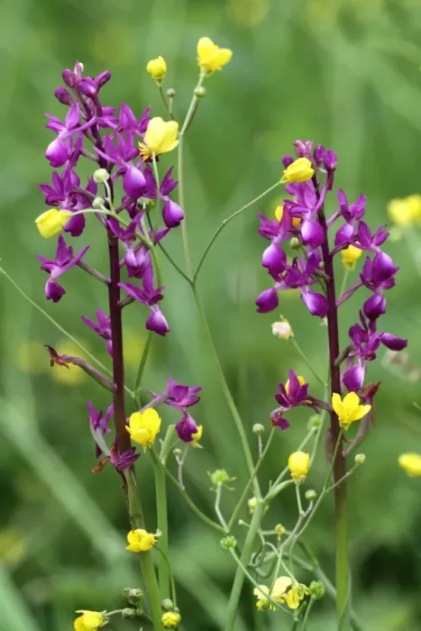 Framed Print : Loose-flowered Orchid (Orchis laxiflora) two flowerspikes, growing amongst buttercups in marshland, Peloponesos Framed Print : Loose-flowered Orchid (Orchis laxiflora) two flowerspikes, growing amongst buttercups in marshland, Peloponesos