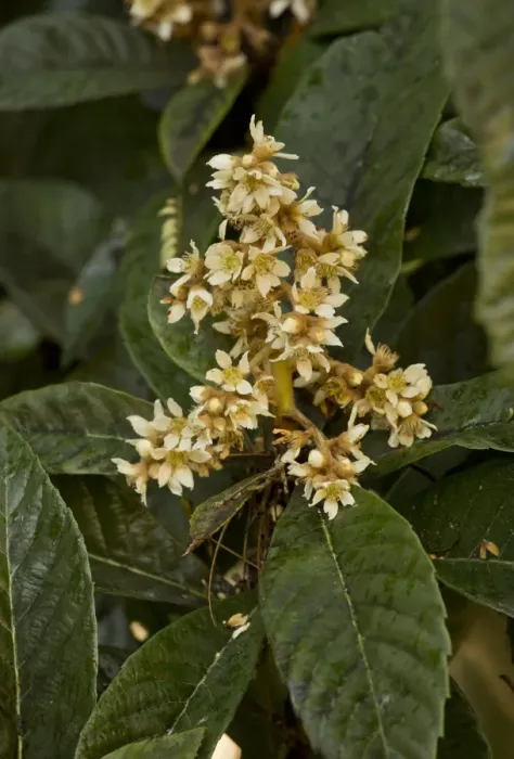 Framed Print : Loquat (Eriobotrya japonica) introduced species, close-up of flowers, Dordogne, France, November Framed Print : Loquat (Eriobotrya japonica) introduced species, close-up of flowers, Dordogne, France, November