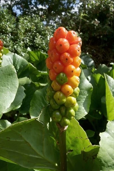 Lords and ladies or Arum lily, Arum maculatum, poisonous berries
