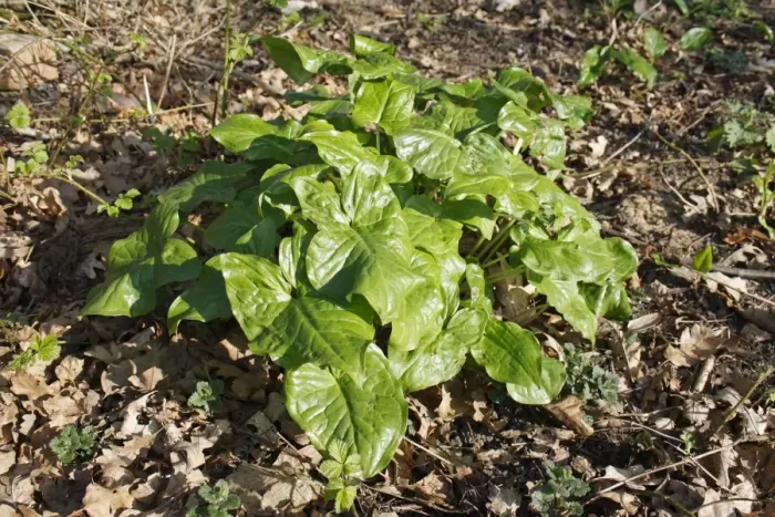 Framed Print : Lords and Ladies (Arum maculatum) leaves, growing in woodland, Vicarage Plantation, Mendlesham, Suffolk, England, April