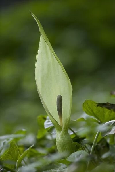 Lords and Ladies (Arum maculatum) spathe and spadix, growing in woodland, Peak District, Derbyshire, England, may