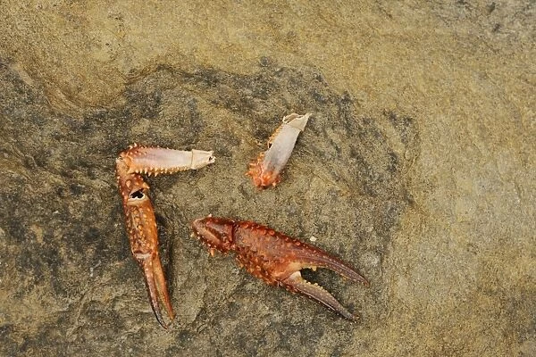 Louisiana Crayfish (Procambarus clarkii) introduced species, claws, remains of European Otter (Lutra lutra) prey