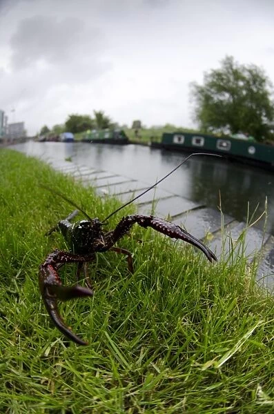 Louisiana Crayfish (Procambarus clarkii) introduced invasive species, adult, on canal bank, Regents Canal, London