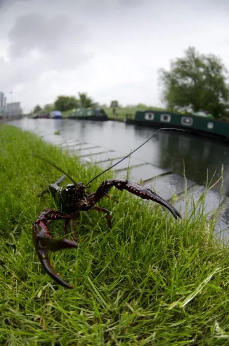 Framed Print : Louisiana Crayfish (Procambarus clarkii) introduced invasive species, adult, on canal bank, Regents Canal, London Framed Print : Louisiana Crayfish (Procambarus clarkii) introduced invasive species, adult, on canal bank, Regents Canal, London