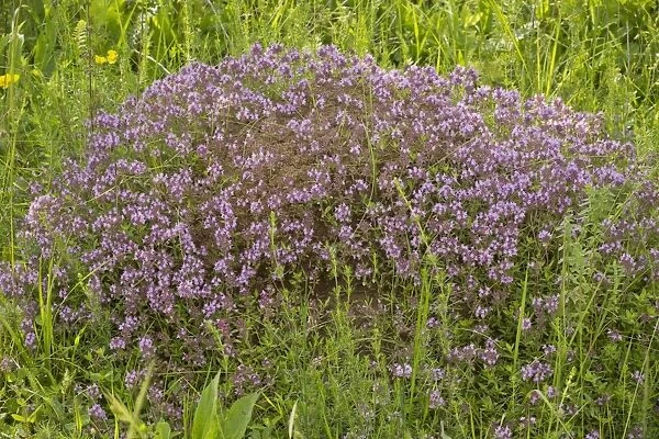 Loveyanus Thyme (Thymus glabrescens) flowering, growing on anthill in old pasture, Romania, June