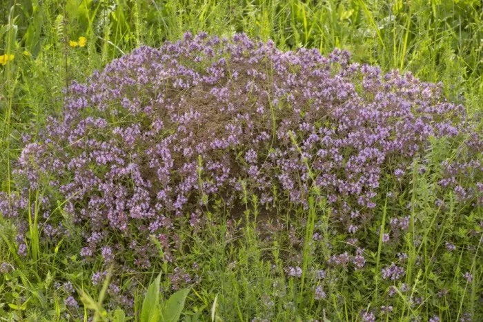 Framed Print : Loveyanus Thyme (Thymus glabrescens) flowering, growing on anthill in old pasture, Romania, June Framed Print : Loveyanus Thyme (Thymus glabrescens) flowering, growing on anthill in old pasture, Romania, June