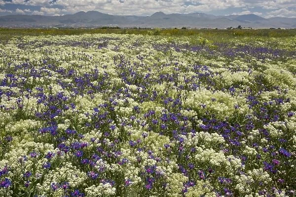 Low Cornflower (Centaurea depressa) flowering mass, dominating uncultivated field, near Erzurum, Pontic Mountains