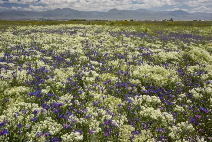 Framed Print : Low Cornflower (Centaurea depressa) flowering mass, dominating uncultivated field, near Erzurum, Pontic Mountains Framed Print : Low Cornflower (Centaurea depressa) flowering mass, dominating uncultivated field, near Erzurum, Pontic Mountains
