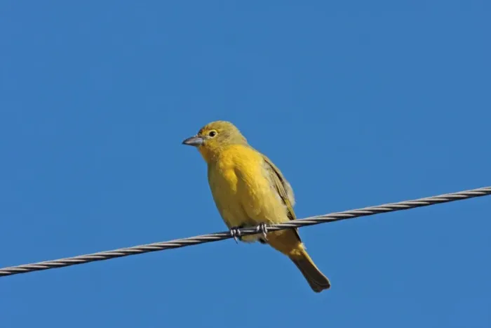 Framed Print : Lowland Hepatic Tanager (Piranga flava flava) adult female, perched on overhead wire, Las Cruces, Entre Rios, Argentine, june