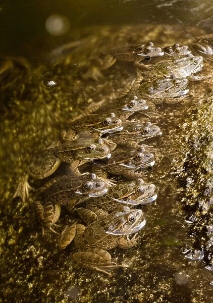 Lowland Leopard Frog (Rana yavapaiensis) adults, group lined up at edge of stream to catch prey, Sonoran Desert